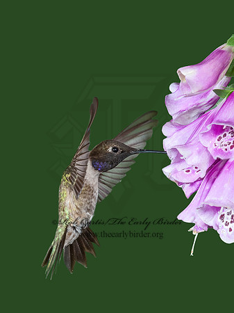 Archilochus alexandri  BLACK-CHINNED HUMMINGBIRD 6025875-1(1"