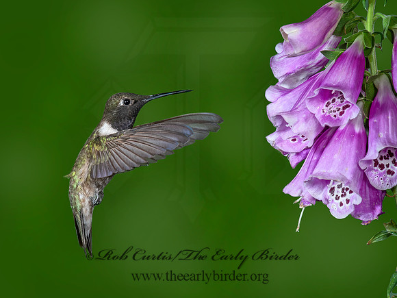 Archilochus alexandri  BLACK-CHINNED HUMMINGBIRD 6025882-1(1"a
