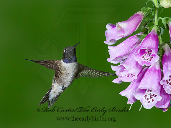 Archilochus alexandri  BLACK-CHINNED HUMMINGBIRD 6025888-1(1"a