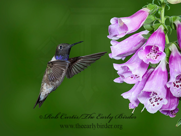 Archilochus alexandri  BLACK-CHINNED HUMMINGBIRD 6025889-1(1"