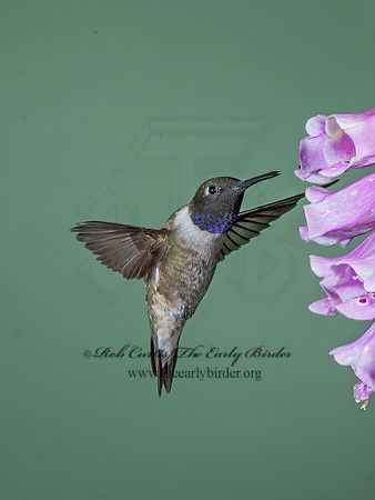 Archilochus alexandri  BLACK-CHINNED HUMMINGBIRD 6025902-1(1"