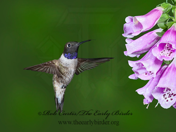 Archilochus alexandri  BLACK-CHINNED HUMMINGBIRD 6025895-1(1"a