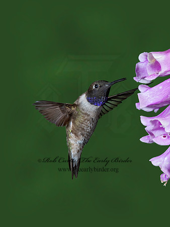 Archilochus alexandri  BLACK-CHINNED HUMMINGBIRD 6025902-1z