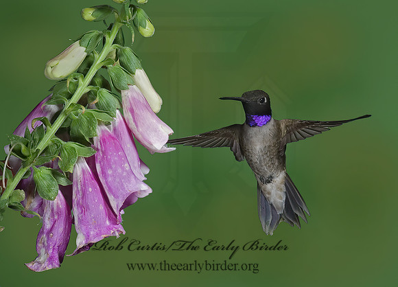 Archilochus alexandri  BLACK-CHINNED HUMMINGBIRD 6025578(1"