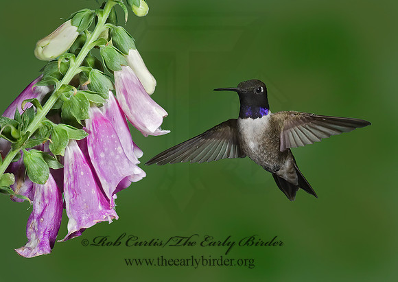 Archilochus alexandri  BLACK-CHINNED HUMMINGBIRD 6025579(1"