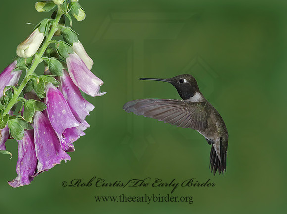Archilochus alexandri  BLACK-CHINNED HUMMINGBIRD 6025568(1"