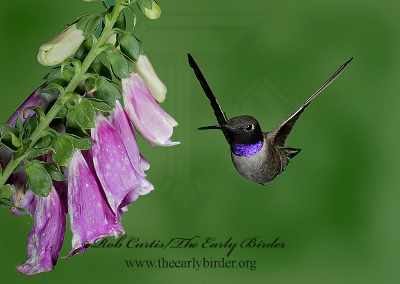 Archilochus alexandri  BLACK-CHINNED HUMMINGBIRD 6025586(1"