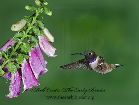Archilochus alexandri  BLACK-CHINNED HUMMINGBIRD 6025592(1"