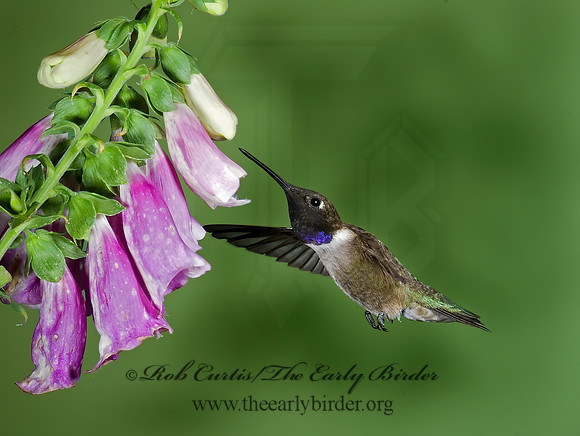 Archilochus alexandri  BLACK-CHINNED HUMMINGBIRD 6025594(1"