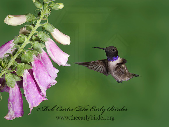 Archilochus alexandri  BLACK-CHINNED HUMMINGBIRD 6025621(1"