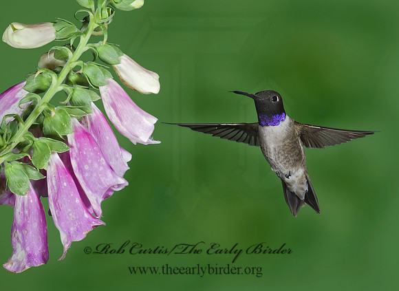 Archilochus alexandri  BLACK-CHINNED HUMMINGBIRD 6025627(1"
