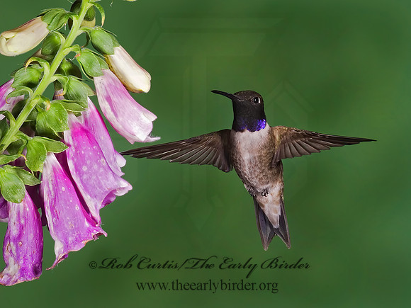Archilochus alexandri  BLACK-CHINNED HUMMINGBIRD 6025603(1"