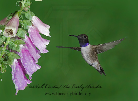 Archilochus alexandri  BLACK-CHINNED HUMMINGBIRD 6025683(1"