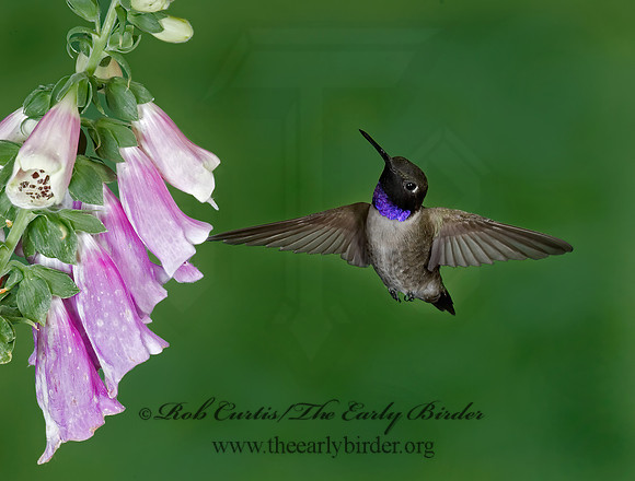 Archilochus alexandri  BLACK-CHINNED HUMMINGBIRD 6025694(1"