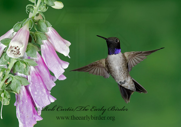 Archilochus alexandri  BLACK-CHINNED HUMMINGBIRD 6025699(1"