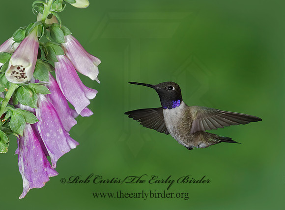 Archilochus alexandri  BLACK-CHINNED HUMMINGBIRD 6025700(1"