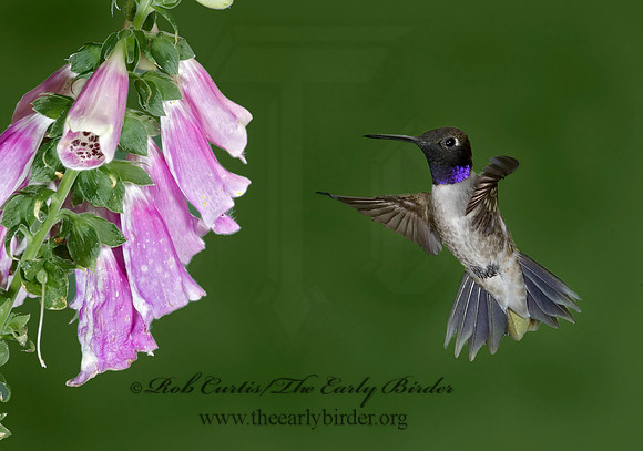 Archilochus alexandri  BLACK-CHINNED HUMMINGBIRD 6025741(1"