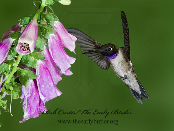 Archilochus alexandri  BLACK-CHINNED HUMMINGBIRD 6025742(1"