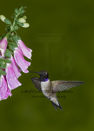 Archilochus alexandri  BLACK-CHINNED HUMMINGBIRD 6025759(1"