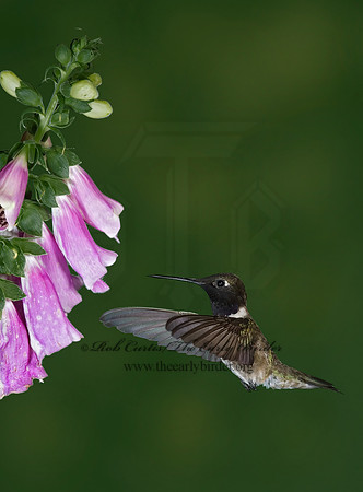 Archilochus alexandri  BLACK-CHINNED HUMMINGBIRD 6025760(1"