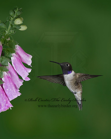 Archilochus alexandri  BLACK-CHINNED HUMMINGBIRD 6025808(1"
