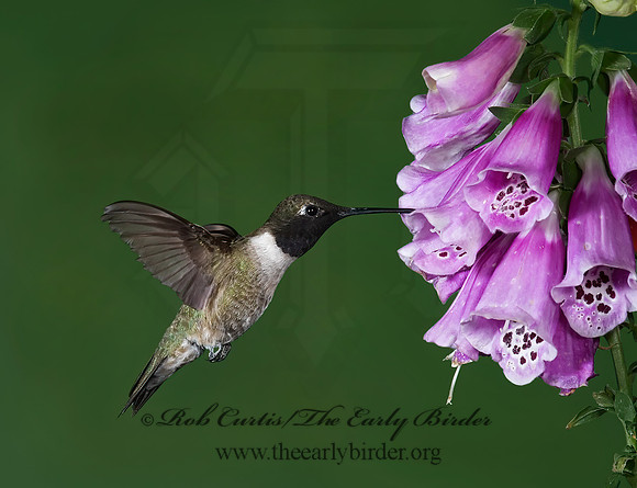 Archilochus alexandri  BLACK-CHINNED HUMMINGBIRD 6025880(1"