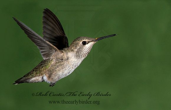 Archilochus alexandri  BLACK-CHINNED HUMMINGBIRD 5005272
