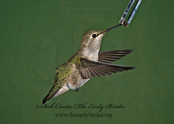 Archilochus alexandri  BLACK-CHINNED HUMMINGBIRD 5005276