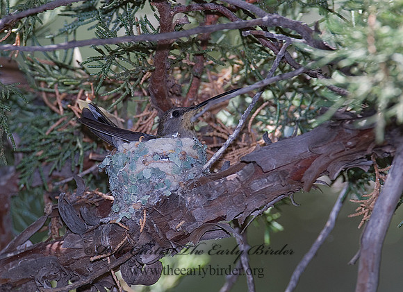Archilochus alexandri  BLACK-CHINNED HUMMINGBIRD 7008993