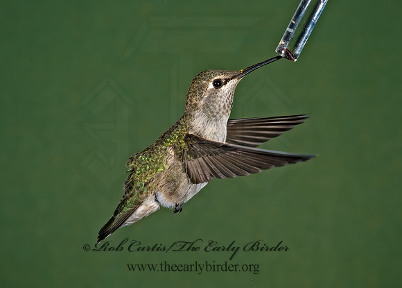 Archilochus alexandri  BLACK-CHINNED HUMMINGBIRD 5005276(1"