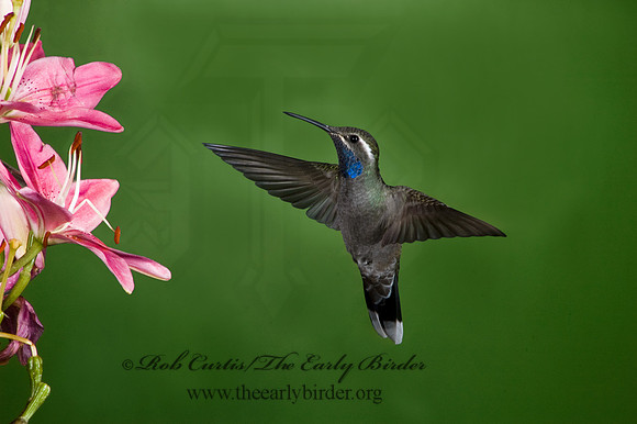 Lampornis clemenaciae  BLUE-THROATED HUMMINGBIRD 5006393