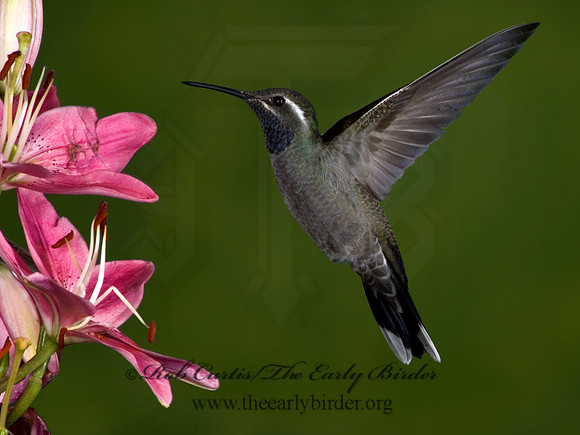 Lampornis clemenaciae  BLUE-THROATED HUMMINGBIRD 5006394