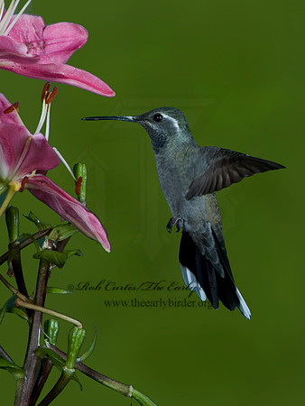 Lampornis clemenaciae  BLUE-THROATED HUMMINGBIRD 5006392