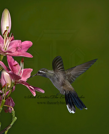 Lampornis clemenaciae  BLUE-THROATED HUMMINGBIRD 5006395
