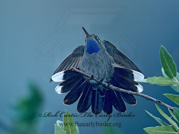 Lampornis clemenaciae  BLUE-THROATED HUMMINGBIRD 76823-copy
