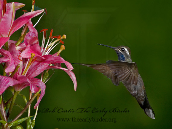 Lampornis clemenaciae  BLUE-THROATED HUMMINGBIRD 5006400
