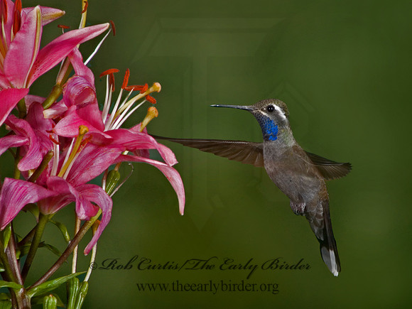 Lampornis clemenaciae  BLUE-THROATED HUMMINGBIRD 5006401