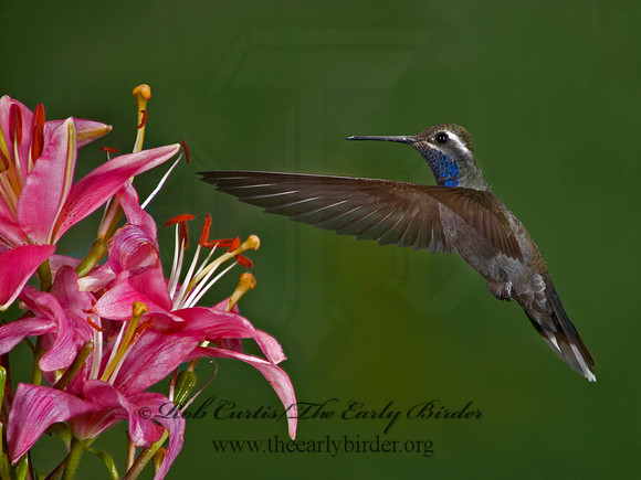 Lampornis clemenaciae  BLUE-THROATED HUMMINGBIRD 5006402