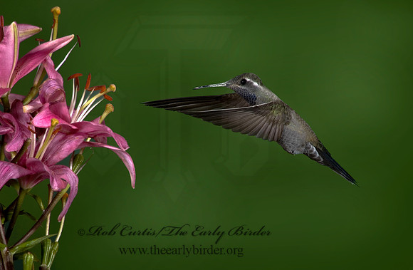 Lampornis clemenaciae  BLUE-THROATED HUMMINGBIRD 5006398