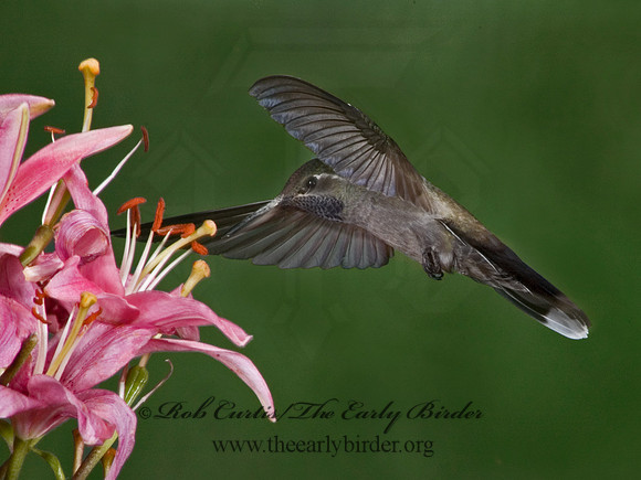 Lampornis clemenaciae  BLUE-THROATED HUMMINGBIRD 5006403
