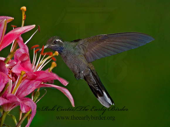 Lampornis clemenaciae  BLUE-THROATED HUMMINGBIRD 5006404