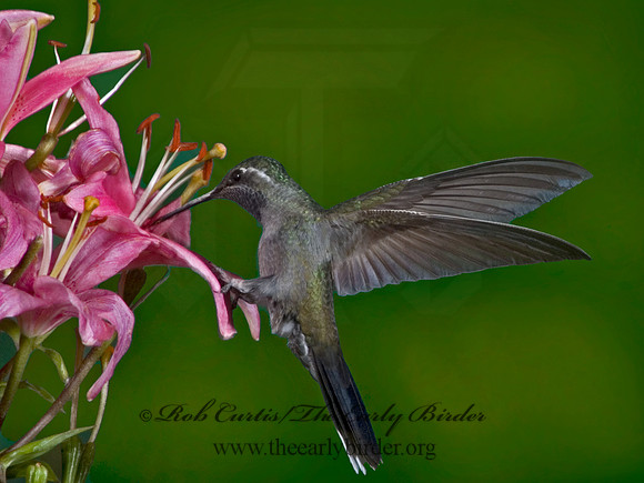 Lampornis clemenaciae  BLUE-THROATED HUMMINGBIRD 5006405