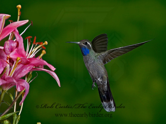 Lampornis clemenaciae  BLUE-THROATED HUMMINGBIRD 5006407