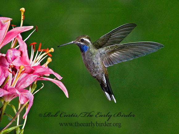 Lampornis clemenaciae  BLUE-THROATED HUMMINGBIRD 5006408  1