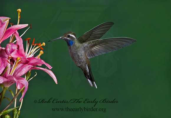 Lampornis clemenaciae  BLUE-THROATED HUMMINGBIRD 5006408