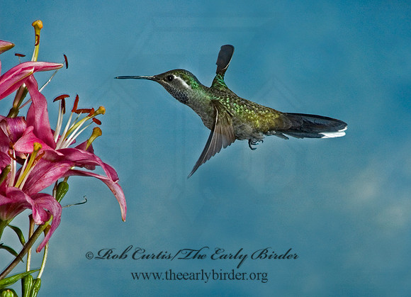 Lampornis clemenaciae  BLUE-THROATED HUMMINGBIRD 5006413