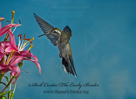 Lampornis clemenaciae  BLUE-THROATED HUMMINGBIRD 5006417 1