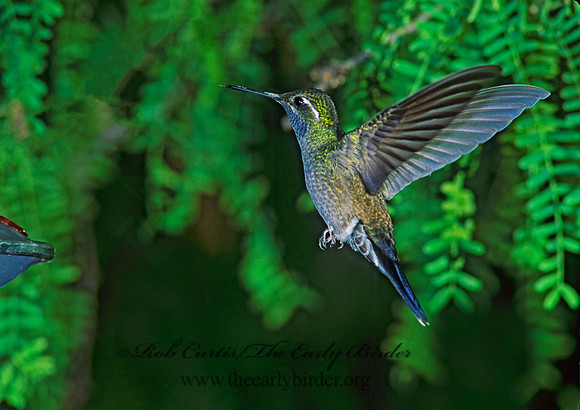 Lampornis clemenaciae  BLUE-THROATED HIMMINGBIRD 76919