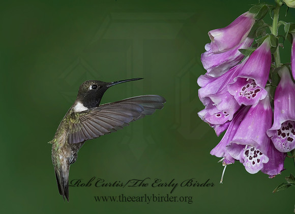 Archilochus alexandri  BLACK-CHINNED HUMMINGBIRD 6025882