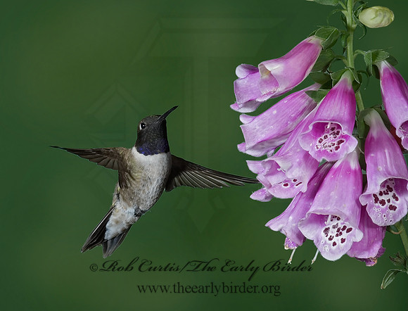 Archilochus alexandri  BLACK-CHINNED HUMMINGBIRD 6025888
